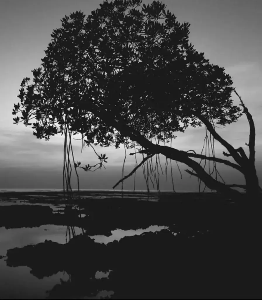 Silhouette of a large mangrove tree with hanging aerial roots on a shoreline at dusk, reflected in the calm tidal water